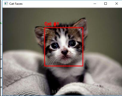 python调用opencv实现猫脸检测功能