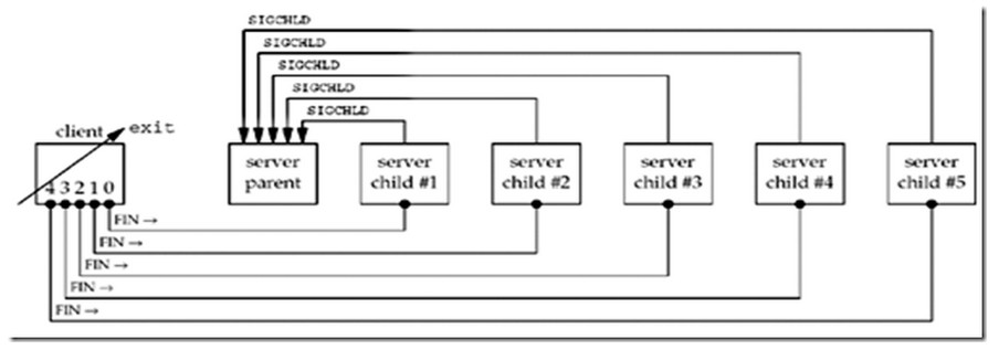 Linux网络编程wait()和waitpid()的详细讲解