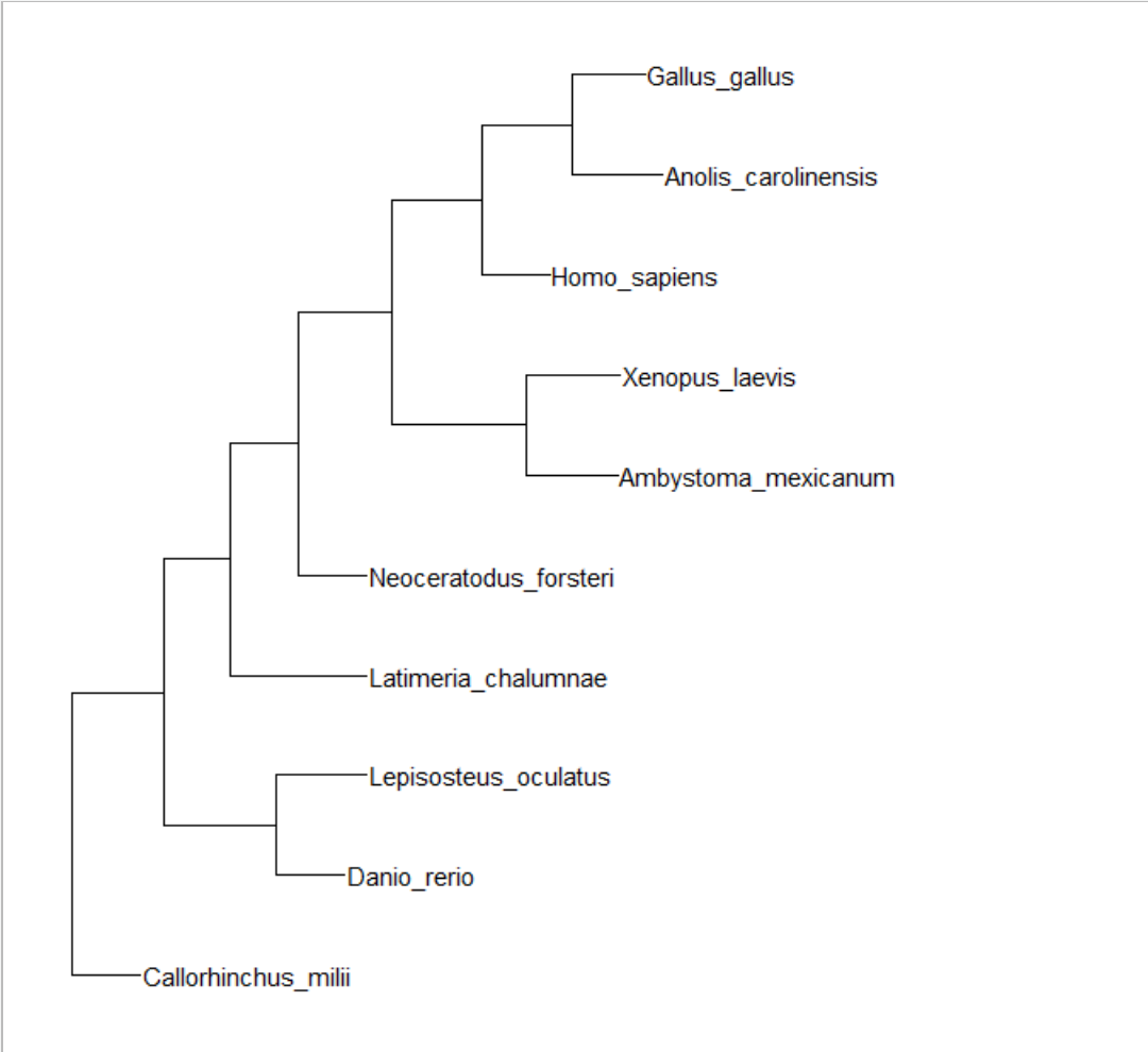 如何使用R语言的ggtree给进化树添加图片注释