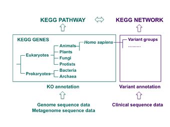 KEGG Network 数据库的原理是什么