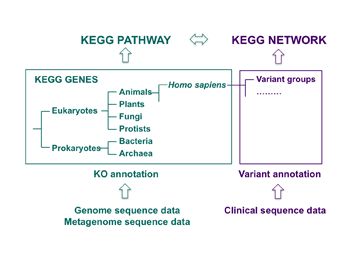 KEGG  Network  数据库的原理是什么