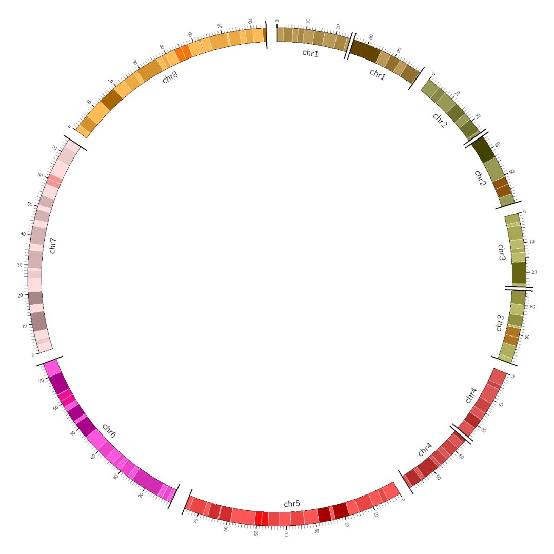circos染色體技巧有哪些