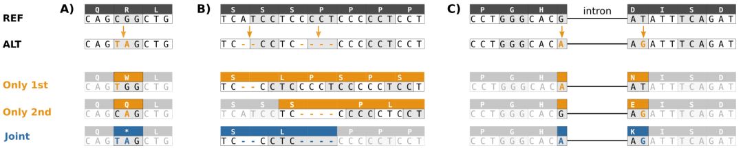 bcftools csq怎样分析基因突变对蛋白水平的影响