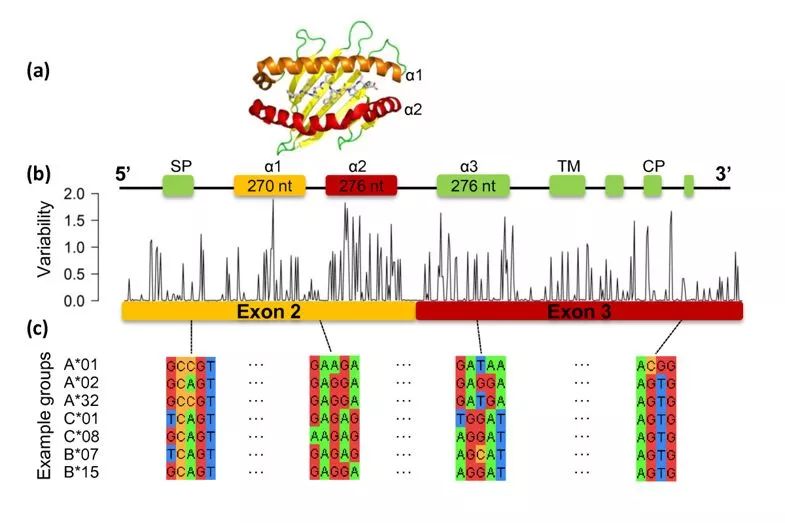 seq2HLA如何利用RNA_seq数据进行HLA分型