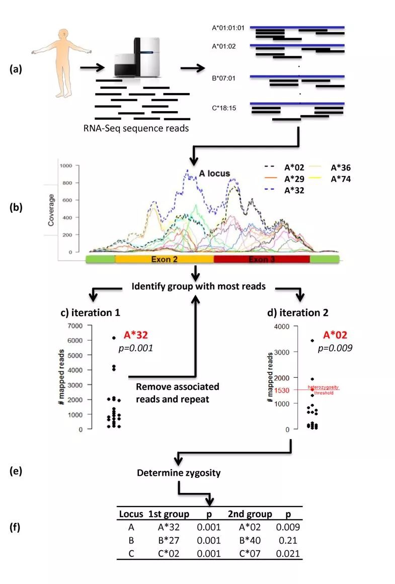 seq2HLA如何利用RNA_seq數(shù)據(jù)進(jìn)行HLA分型