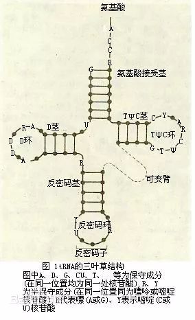 tRNAdb数据库有什么用