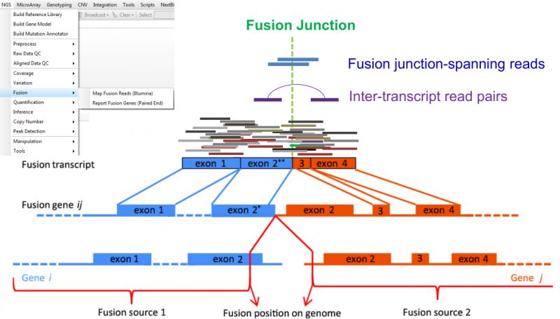 FusionMap中怎么检测融合基因