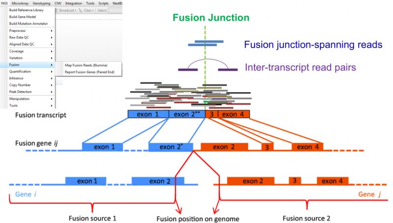 FusionMap中怎么檢測融合基因