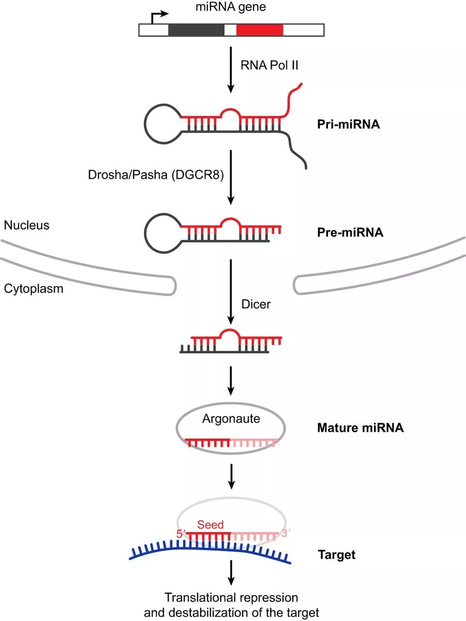 microRNA指的是什么