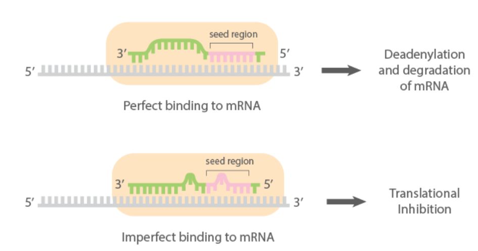 microRNA指的是什么