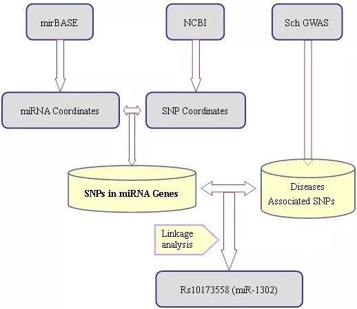 MirSNP數(shù)據(jù)庫有什么用