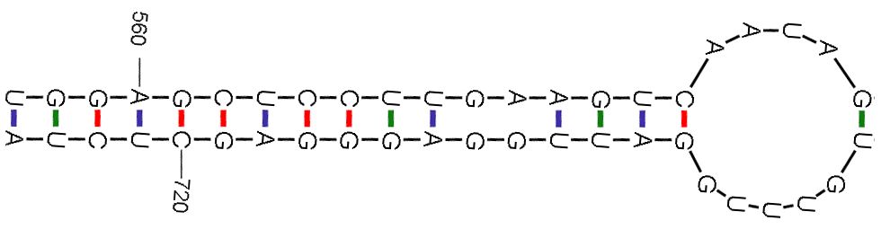 RNA二级结构表示法Dot-Bracket notation如何理解