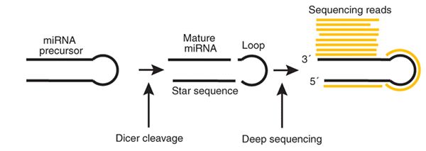 miRNA定量原理是什么