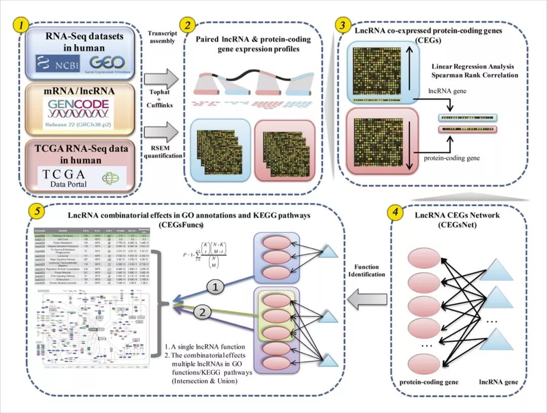 Co-LncRNA数据库有什么用