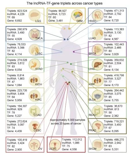 LncMAP数据库有什么用