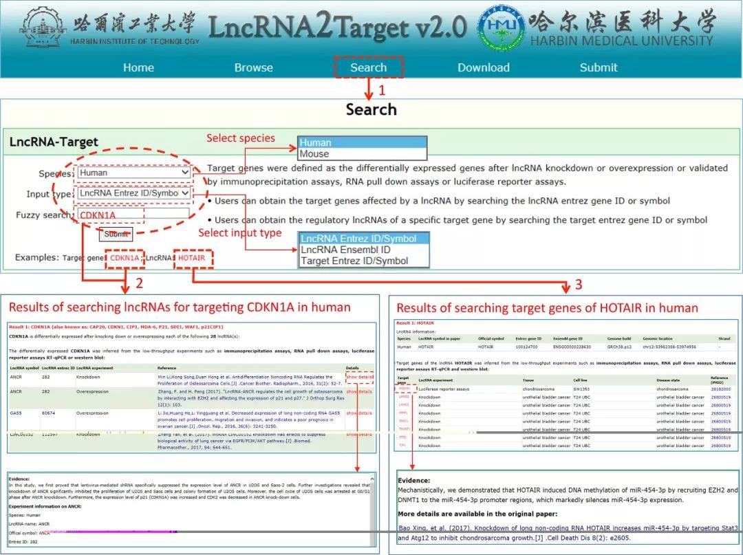 LncRNA2Target数据库有什么用