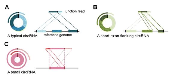 如何使用CIRI识别环状RNA