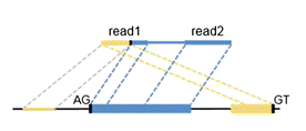 如何使用CIRI識別環(huán)狀RNA