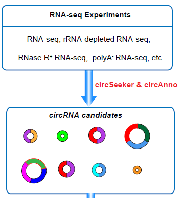 环状RNA注释工具circAnno怎么理解
