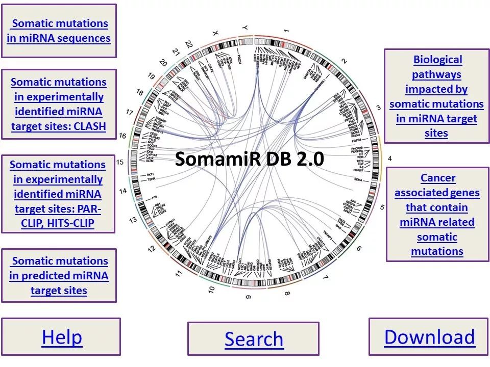 SomamiR數據庫有什么用