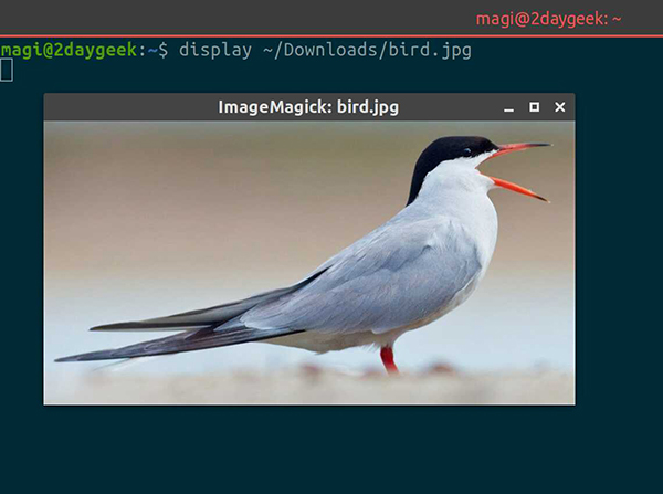 怎么在Linux 终端中查看图像