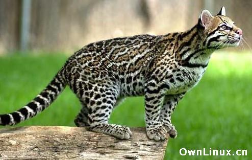 Ubuntu 11.10 Oneiric Ocelot 特性有哪些