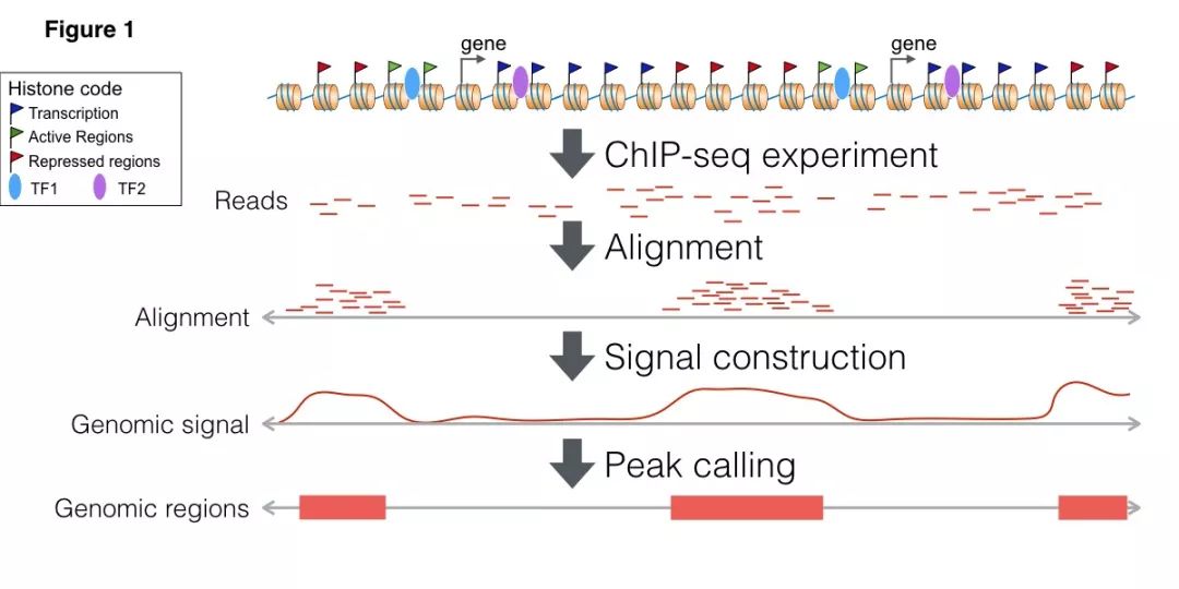 Chip-seq的示例分析