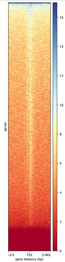 如何使用deeptools查看reads分布特征