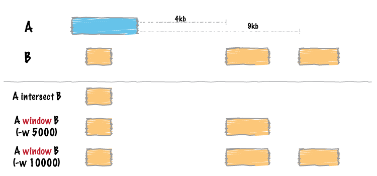 如何利用bedtools预测chip_seq数据的靶基因