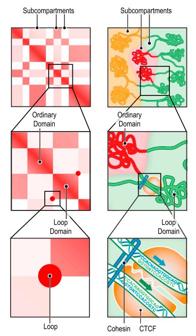 如何理解chromatin loops染色质