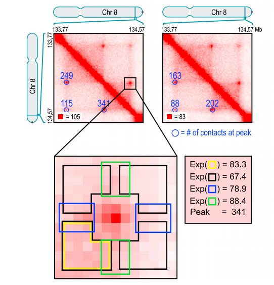 如何理解chromatin loops染色質(zhì)