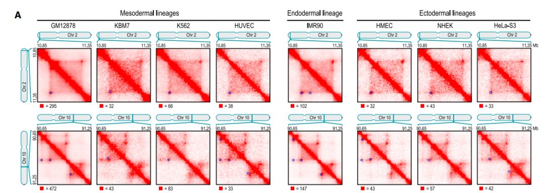 如何理解chromatin loops染色质