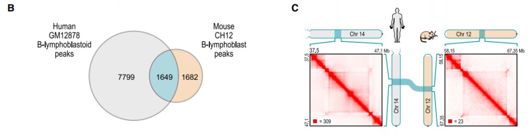 如何理解chromatin loops染色质