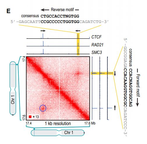 如何理解chromatin loops染色質(zhì)