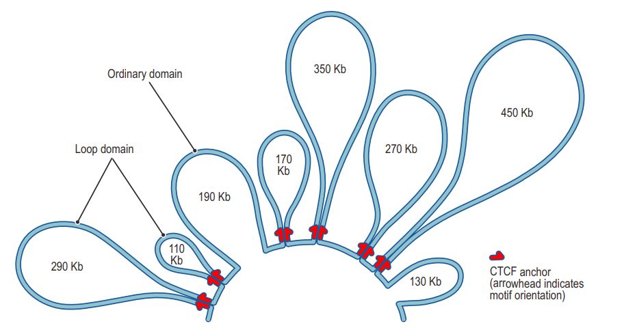 如何理解chromatin loops染色质