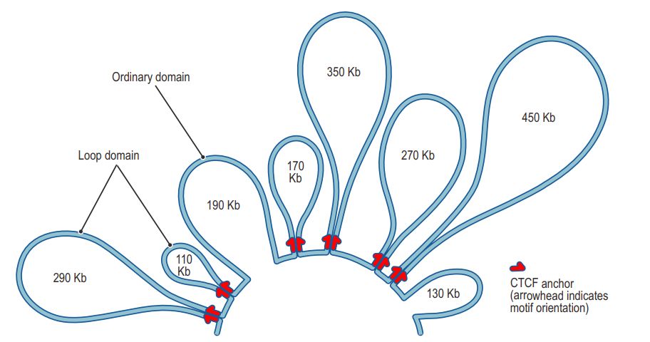 如何理解chromatin loops染色質(zhì)