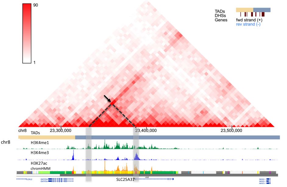 Hi-C数据可视化工具Genome Browser的实例分析