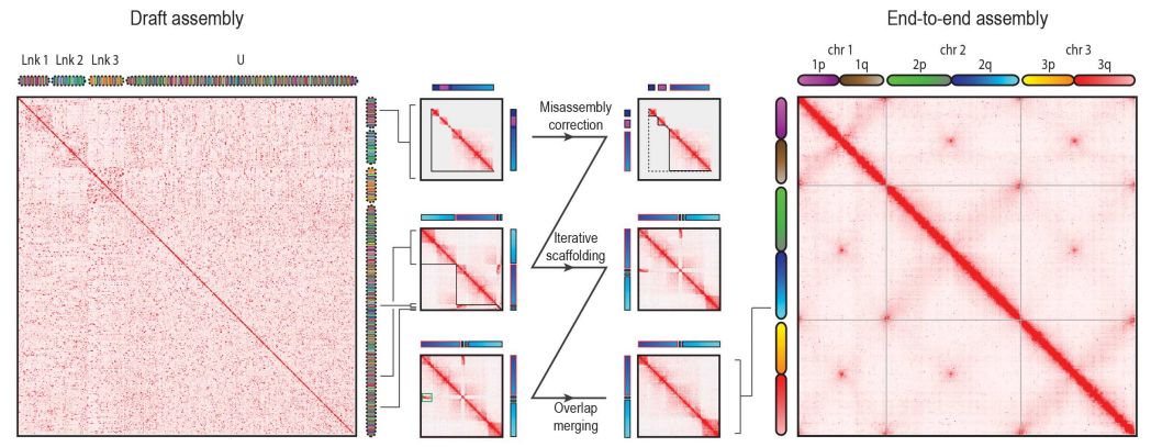 怎么使用hi-C數(shù)據(jù)輔助埃及伊蚊基因組的組裝