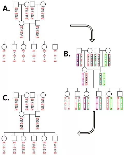 怎么理解GWAS中的genotype imputation