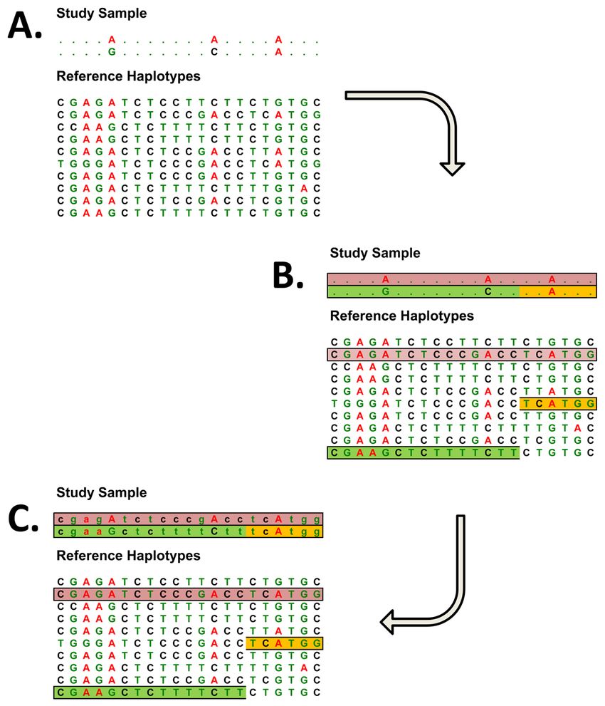 怎么理解GWAS中的genotype imputation