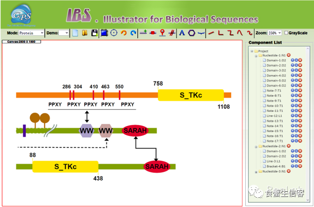 二维线性基因结构绘制软件IBS有什么特点