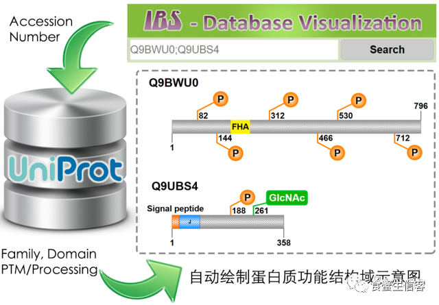 二维线性基因结构绘制软件IBS有什么特点