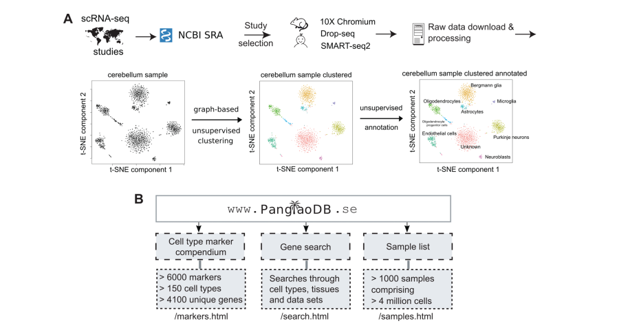 在线分析scRNA-seq数据的PanglaoDB网站是怎么样的