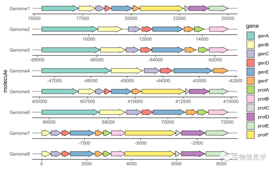 如何用gggenes画基因结构图