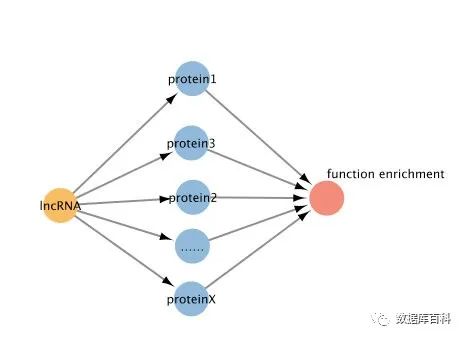 lncRNA功能预测原理是什么