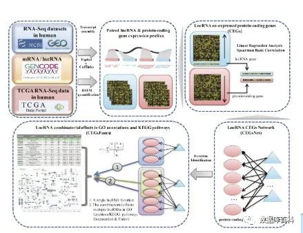 lncRNA功能预测原理是什么