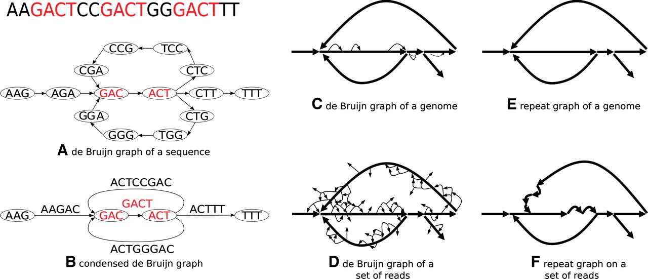 利用de Bruijn graph组装基因组时Kmer为什么必须是奇数