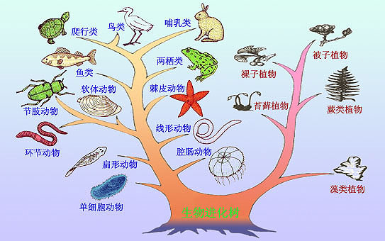 go语言的函数基础语法和高级特性总结