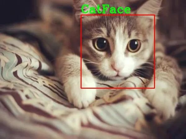 Python中怎么利用OpenCV实现猫脸检测