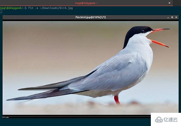 Linux终端如何查看图像